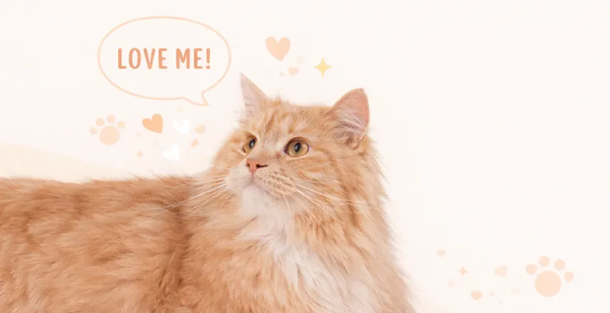 猫の日特別セット販売